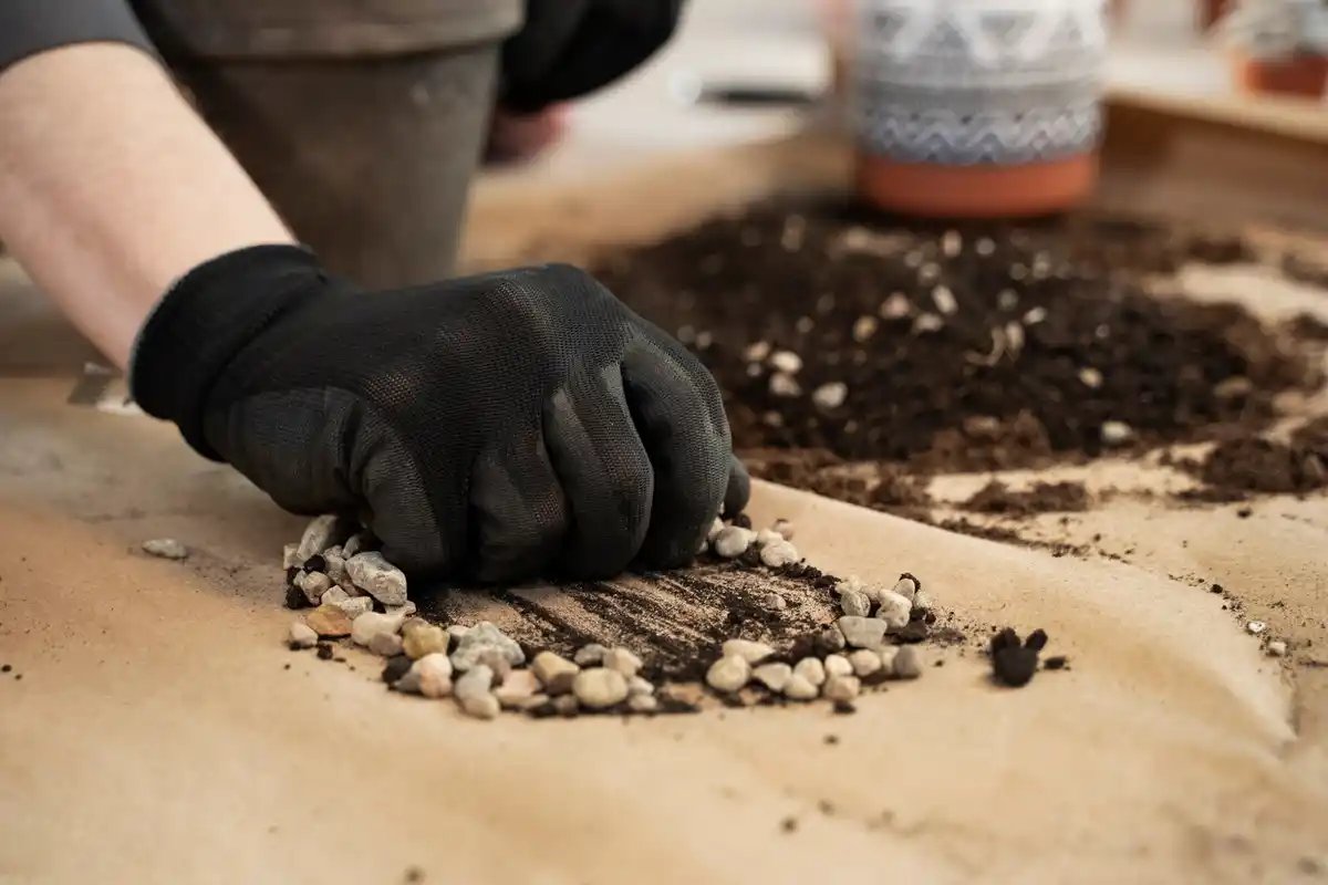 coffee grounds fertilizer in garden Czech
