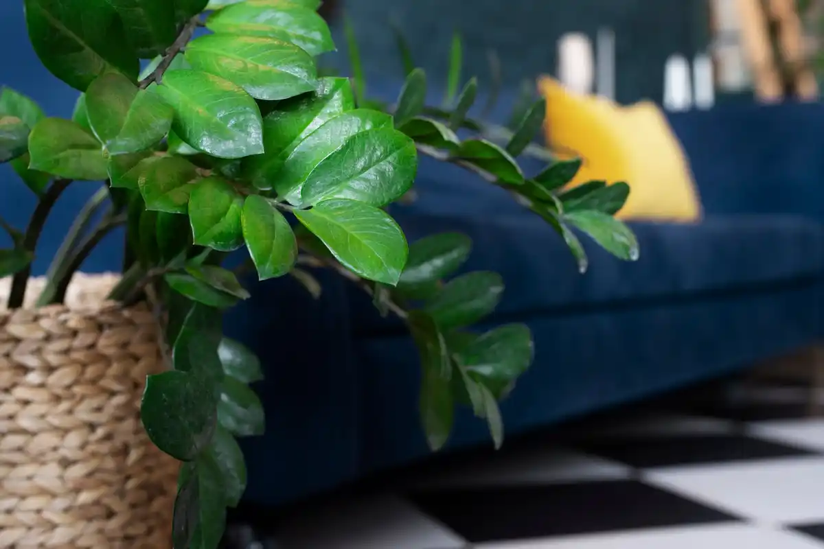 feng shui plants placement in modern czech home