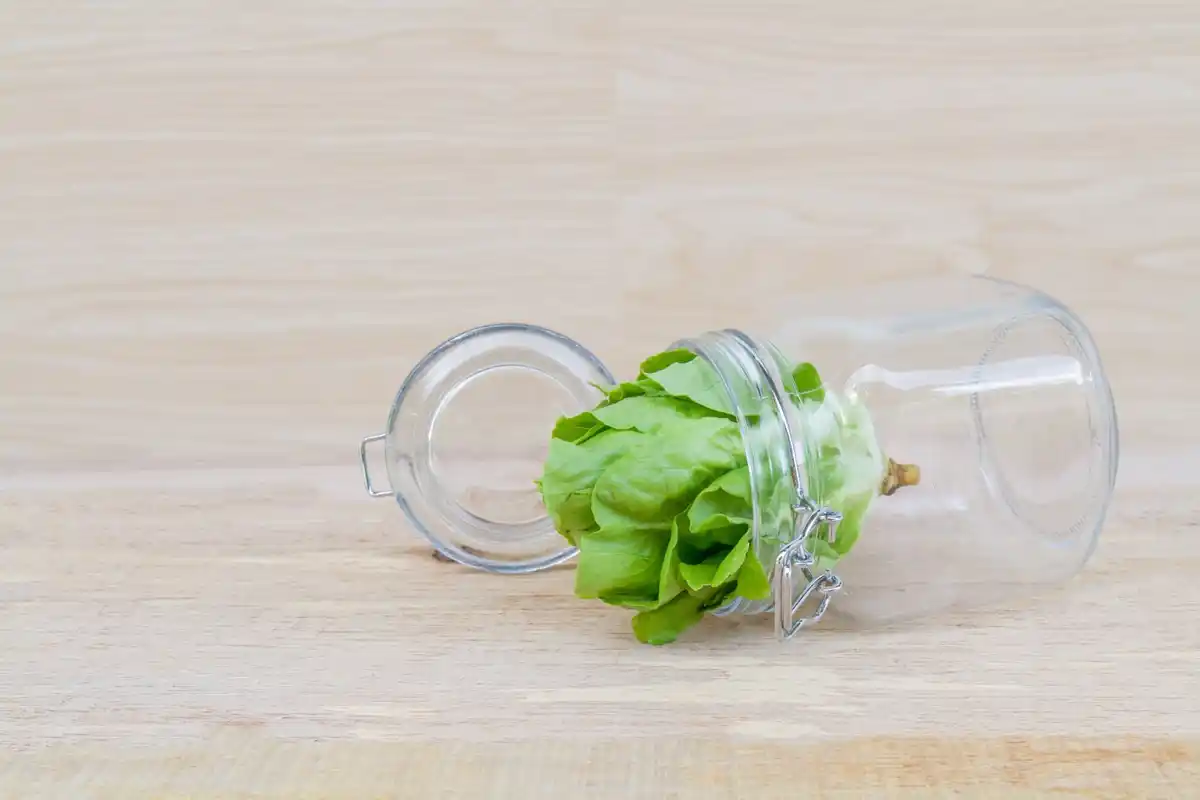 fresh lettuce leaves in glass bowl with paper towel storage