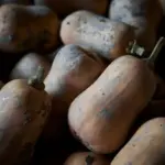 winter root vegetables traditional Czech storage