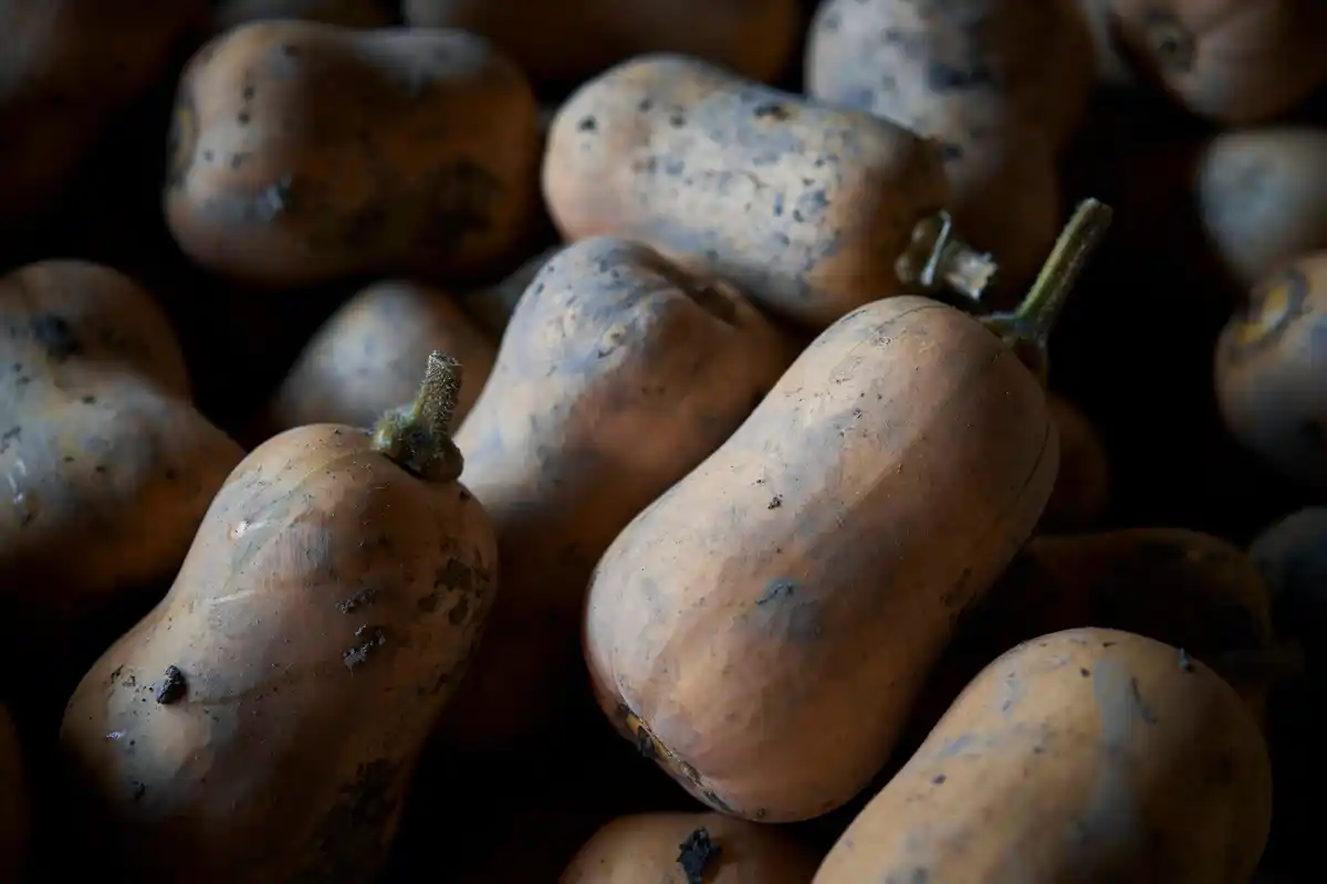 winter root vegetables traditional Czech storage