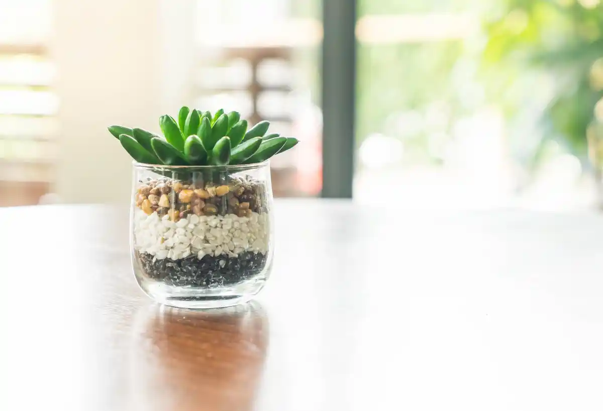 feng shui plant on office desk with sunlight