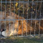 Setkání s volně žijící zvěří: Příběh záchrany lva a medvěda v Albánii