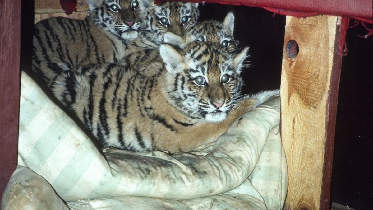 Významná mise na ochranu tygrů: Příběh vědecké práce a spolupráce